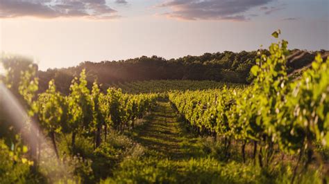 vinice Malé Karpaty