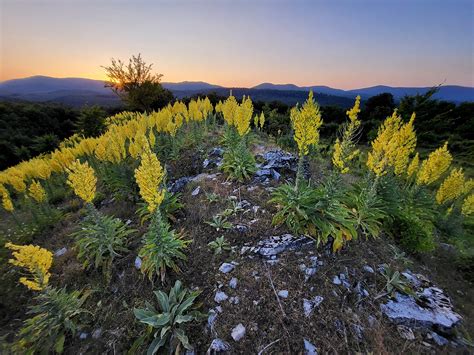 rozloženie viníc v Malých Karpatoch
