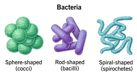 ilustrácia baktérie Salmonella