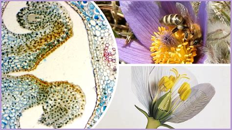 Štruktúra pivného zrna a chmeľu