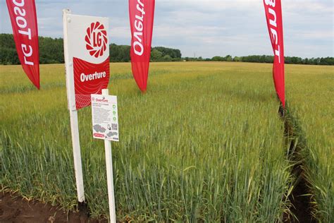 Pole so sladovníckym jačmeňom