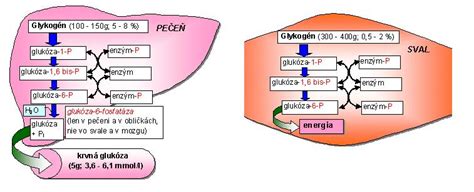 Schéma metabolizmu etanolu v pečeni