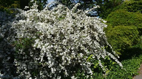 Kvitnúce bazové kríky