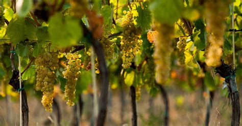 Vinice v regióne Tokaj