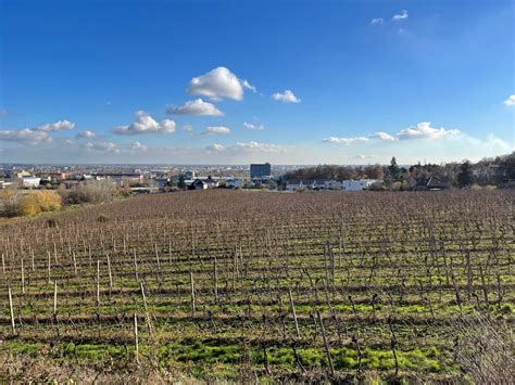 Vinice v Skalici s výhľadom na mesto