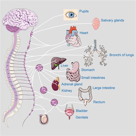 Grafické znázornenie vplyvu alkoholu na centrálny nervový systém