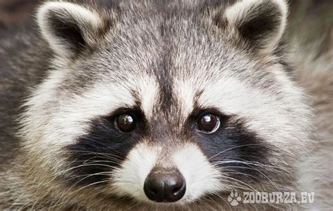 Roztomilý medvedík čistotný