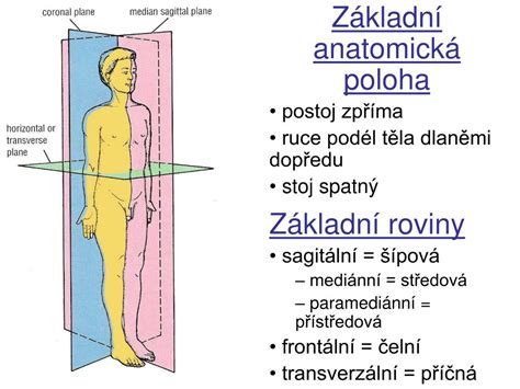 Anatomická poloha žlčníka