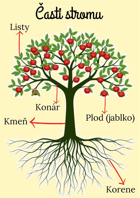 Ilustrácia fotosyntézy v liste ovocného stromu
