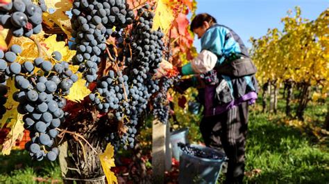 Jeseň a zber hrozna