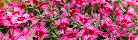 Karafiáty ako symbol Revolúcie klinčekov