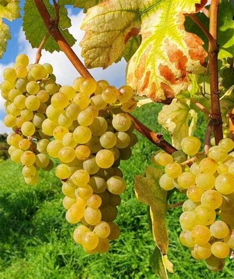 Vinič odrody Rizling