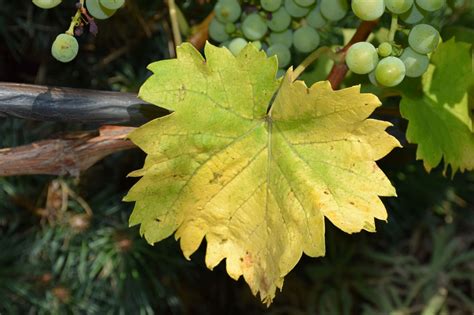 List viniča Rizling