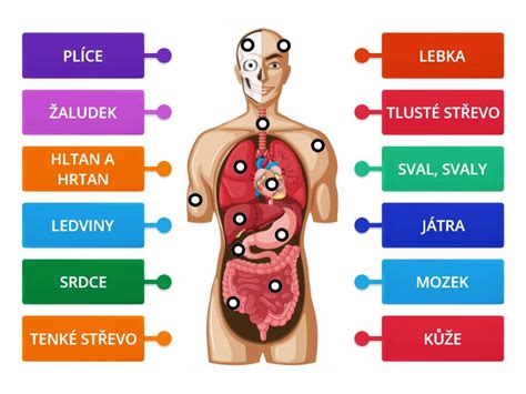 Diagram: Orgány poškodené alkoholom