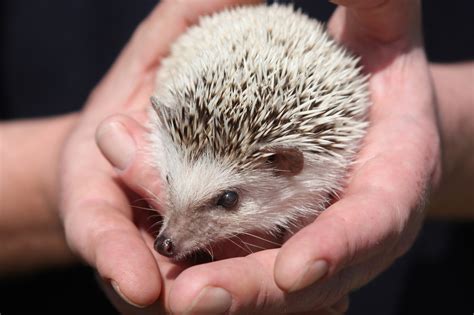 Ježko na Instagrame