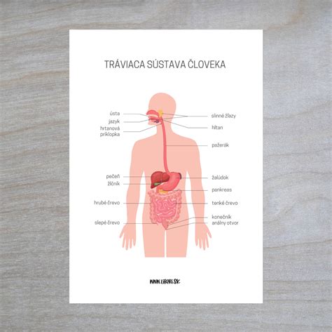 diagram znázorňujúci vplyv alkoholu na rôzne orgány v tele