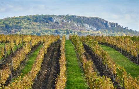 Francúzske vinice a produkcia vína