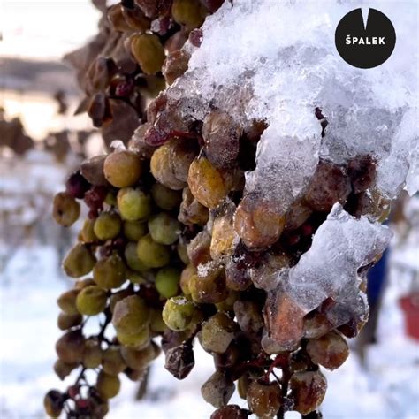Hrozno pripravené na výrobu ľadového vína